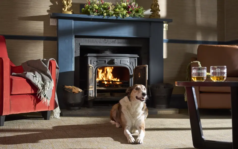 TON Varrich Lounge dog2